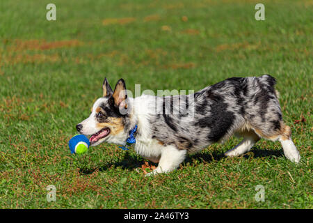 Un Welsh Corgi trotte dans l'herbe dans un parc public, portant un bleu et vert balle de tennis dans sa bouche. À l'avant, il abaisse sa tête pour ret Banque D'Images