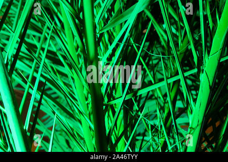 Feu vert au néon lumineux avec des feuilles de palmier dans la nuit Banque D'Images