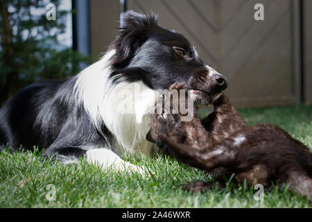 Un border collie chiot joue avec un chat heureux Banque D'Images