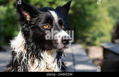 Close-up d'un mignon chiot Border Collie après la baignade au lac Banque D'Images