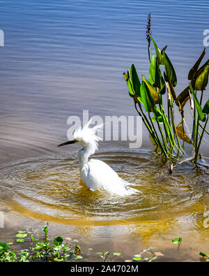 Aigrette neigeuse prendre un bain dans l'étang Banque D'Images