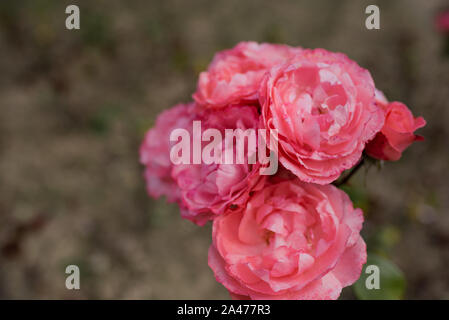 Fleurs roses rose isolé sur fond gris trouble in park Banque D'Images