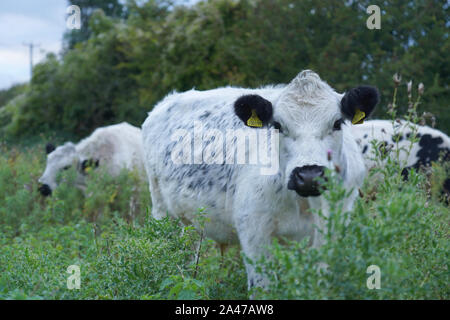 Vache noir et blanc, Close up Banque D'Images