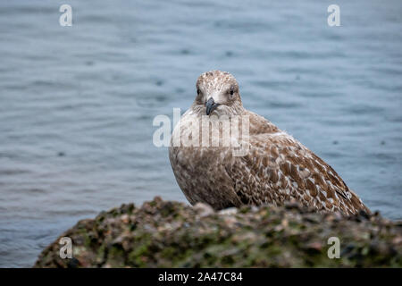 mouette perçant sur une roche près de l'eau Banque D'Images