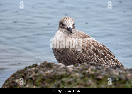 mouette perçant sur une roche près de l'eau Banque D'Images