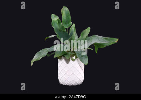 'Tropical Phlebodium Aureum Blue star' fern plante en pot blanc isolé sur fond noir foncé Banque D'Images