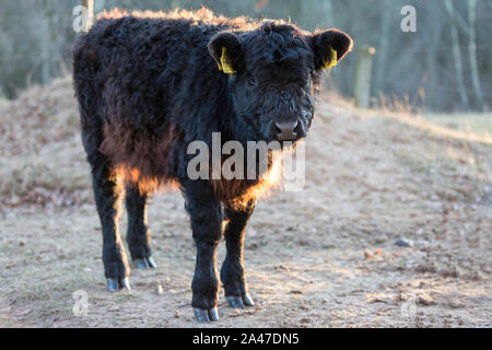 Veau noir galloway dans la nature Banque D'Images