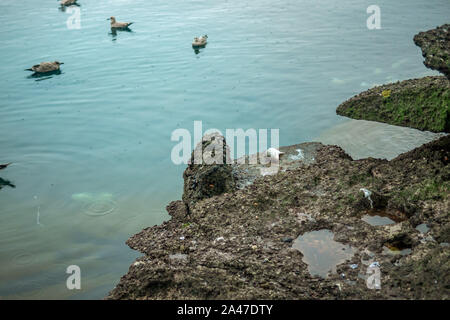 mouettes nageant dans l'eau par un poisson mort Banque D'Images