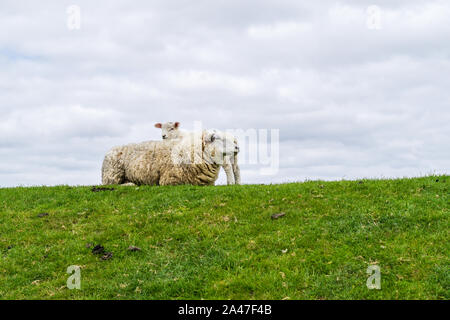 Moutons sur la digue Banque D'Images