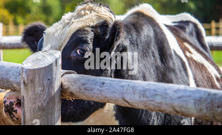 Un grand noir et blanc taureau Holstein s'élève à une clôture en bois, en regardant le spectateur. Banque D'Images
