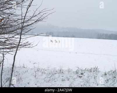 Troupeau de chevreuils sauvages sur un champ d'hiver enneigé Banque D'Images