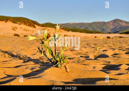 Pancratium maritimum, sand dune croissance lily di Piscinas, Sarde désert, Arbus, Italie Banque D'Images