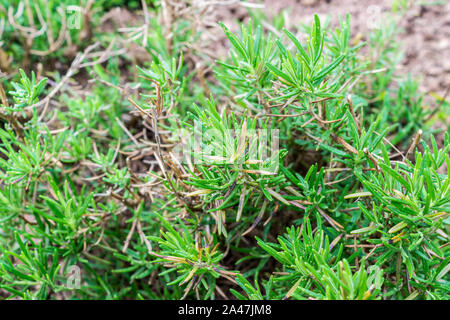 Rosemary spice bush Banque D'Images