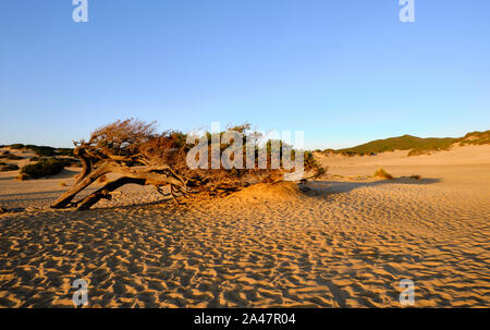 Juniperus façonné par le vent dans Dune di Piscinas, Sarde Désert, Arbus, Italie Banque D'Images