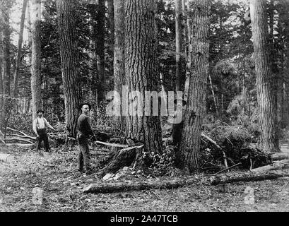 Arbre d'abattage à l'aide de scie à Ontario ca 1870-1930. Banque D'Images