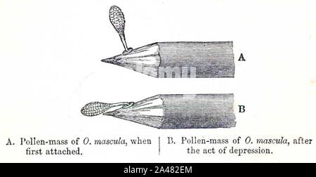 La fertilisation des orchidées figure 2c. Banque D'Images