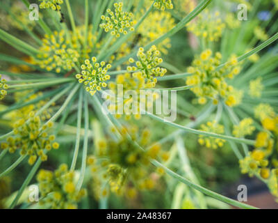 Fleurs de fenouil sauvage en heure d'or Banque D'Images