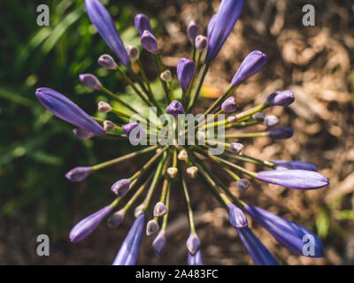 Vue du dessus de l'agapanthus purple flower buds Banque D'Images
