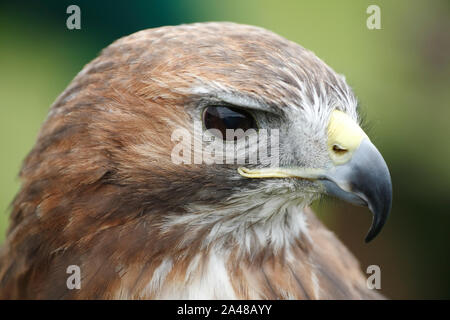 Kenny Kestrel, Falco tinnunculus; Wanderfalke Banque D'Images