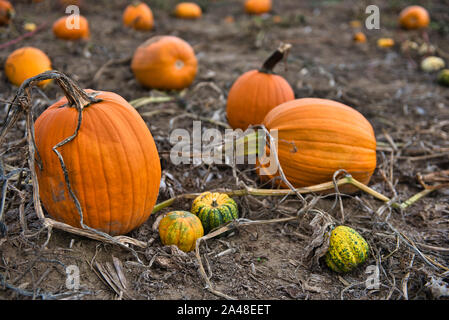 Plusieurs grandes citrouilles orange dans un potager à la ferme en attente d'être pris Banque D'Images