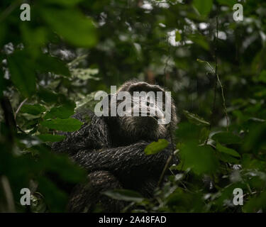 Wild Chimpanzee dans la forêt de Kibale en Ouganda. Banque D'Images