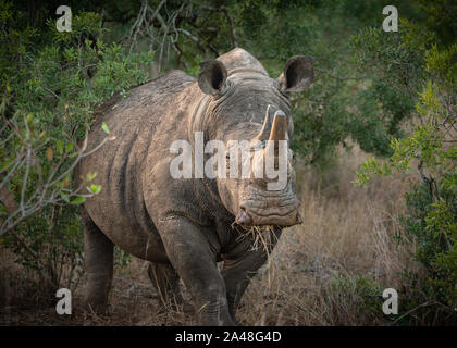 Le rhinocéros blanc en Afrique du Sud Banque D'Images