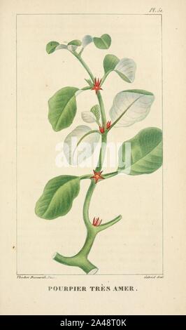 Flore pittoresque et médicale des Antilles (Pl. 51) Banque D'Images