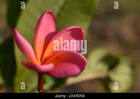 Frangipanier / Plumeria rouge, une des fleurs exotiques que l'on trouve couramment dans la région de climat chaud et tropical. Surakarta, Indonésie Banque D'Images