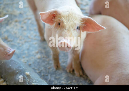 Groupe de cochon qui a l'air en bonne santé dans l'ANASE local ferme porcine à l'élevage. Le concept de l'agriculture propre et uniforme sans maladies locales ou condition Banque D'Images