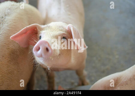 Groupe de cochon qui a l'air en bonne santé dans l'ANASE local ferme porcine à l'élevage. Le concept de l'agriculture propre et uniforme sans maladies locales ou condition Banque D'Images