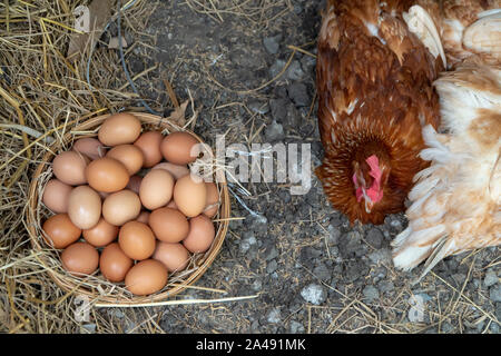 Poulet jaune des oeufs dans le panier sur le sol à côté du groupe de poule après les agriculteurs les œufs de la ferme. Concept de non-toxiques de la nourriture. Banque D'Images