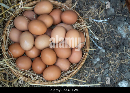 Les oeufs de poulet frais dans le panier sur le sol après les agriculteurs les œufs de la ferme. Concept de non-toxiques de la nourriture. Banque D'Images