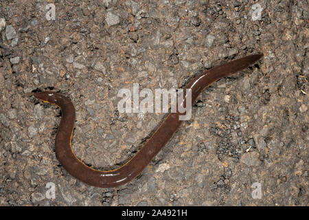 Ichthyopis Caecillian à rayures ou Davidi Chorla vu à Amboli,Maharashtra, Inde Banque D'Images