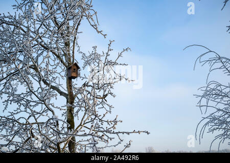 Cabane solitaire sur un arbre couvert de gelée blanche attend pour le printemps et les résidents, sur un jour d'hiver glacial dans le contexte de l'matin ciel bleu. Banque D'Images