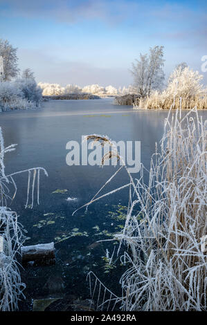 Paysage d'hiver. Le lac est recouvert d'une fine couche de glace, sur la côte il y a des roseaux et des arbres dans le givre, sur le fond bleu du ciel et le soleil r Banque D'Images