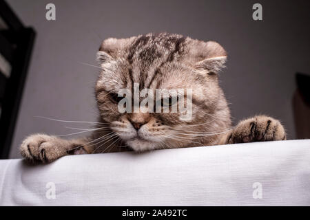 Insatisfait des pur-sang Scottish Fold chat est sur la table et le mal a l'air. Close-up. Banque D'Images