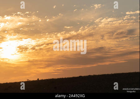 En fin d'après-midi et soir dans le biome Pampa sur la frontière entre le Brésil et l'Uruguay. Biome Pampa. Les couleurs orange et rouge du soleil couchant que fin Banque D'Images