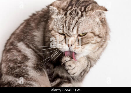 Cute cat Scottish Fold lave sa patte avec sa langue. Close-up. Banque D'Images