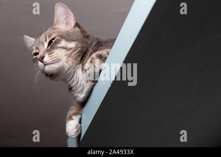 Chat calme dans le zen, reposant sur une étagère suspendue sous le plafond Banque D'Images