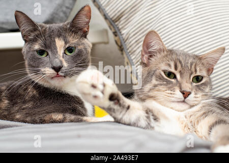 L'amour et l'amitié des animaux domestiques. Deux chats se trouvent sur des oreillers moelleux, un drôle avec la pointe de la langue, sortir à intensément le photographe, le Banque D'Images