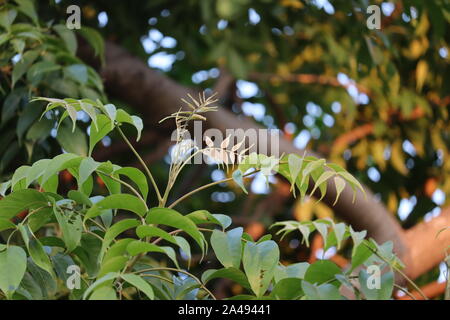 Azadirachta indica - une branche de feuilles de neem. Médecine naturelle.feuilles vert frais sur l'arbre de Neem Margosa /Azadirachta indica , à l'extérieur en agricult Banque D'Images