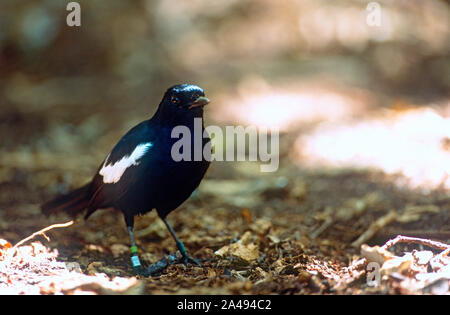 Pie chanteuse des Seychelles Copsychus sechellarum ,, aride, Seychelles Banque D'Images