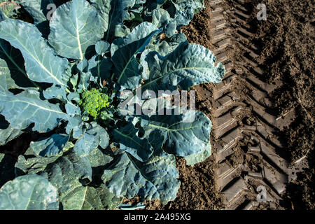 Close up le brocoli dans une ferme. Grande plantation de brocoli. Concept pour la culture du brocoli. La lumière du soleil. Banque D'Images