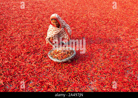 GAIBANDHA, BANGLADESH - le 23 février : Les femmes le traitement et le séchage red chili uner fleuve Jamuna sun près de 240 km au nord-ouest de Dhaka en Gaibandha, Bang Banque D'Images