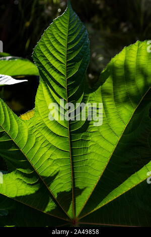 Close-up d'un grand jardin dans une feuille Banque D'Images