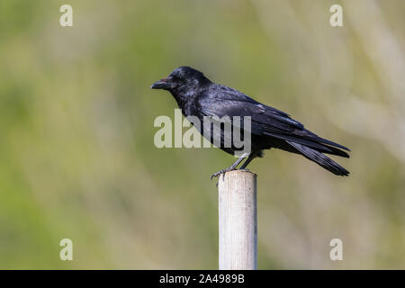 Vue de côté portrait naturel noir corbeau (Corvus corone) debout sur jeu Banque D'Images