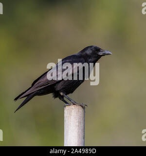 Un corbeau noir isolé (Corvus corone) debout sur jeu Banque D'Images