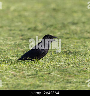 Naturel noir corbeau (Corvus corone) debout dans la prairie verte Banque D'Images