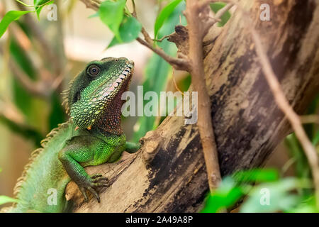 L'eau d'Asie Dragon sur un arbre Banque D'Images