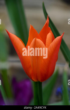 Orange simple Tulipa ''Ballerina' Tulip fleurs cultivées en une frontière à RHS Garden Harlow Carr, Harrogate, Yorkshire. Angleterre, Royaume-Uni Banque D'Images